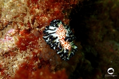 Maritigrella fuscopunctata
