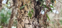 Epidendrum conopseum