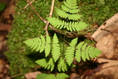 Gymnocarpium dryopteris