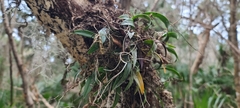 Epidendrum conopseum
