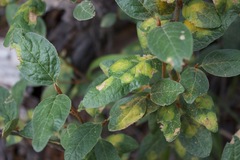 Puccinia coronata