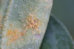 Puccinia coronata