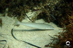 Sillaginodes punctatus