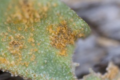 Puccinia coronata