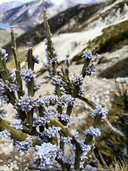 Carmichaelia crassicaulis