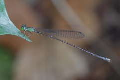 Amphicnemis gracilis