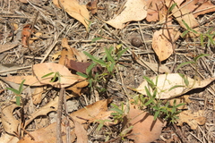 Alternanthera denticulata