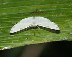 Hermathena candidata