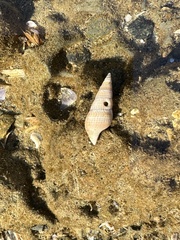 Ophiodermella inermis