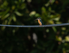 Alcedo atthis bengalensis