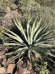 Agave chrysantha