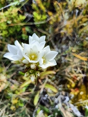 Gentianella corymbifera