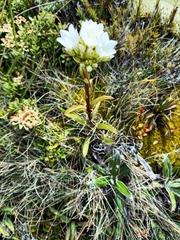 Gentianella corymbifera