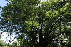 Pithecellobium dulce
