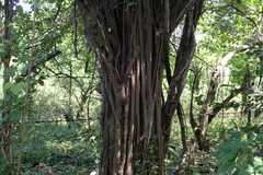 Pithecellobium dulce