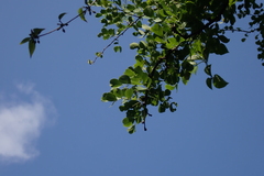 Pithecellobium dulce