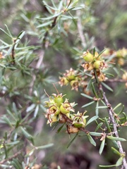 Kunzea ambigua