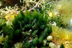 Caulerpa