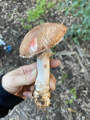 Agaricus brunneofibrillosus