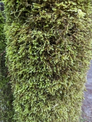 Homalothecium fulgescens