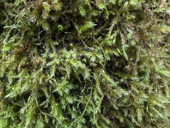 Homalothecium fulgescens