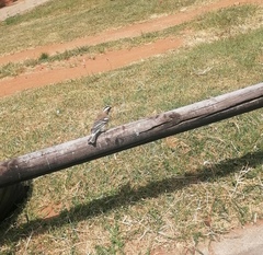 Plocepasser mahali mahali