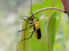 Chauliognathus heros