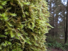 Homalothecium fulgescens