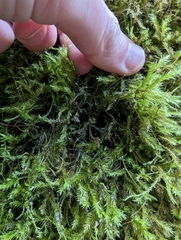 Homalothecium fulgescens