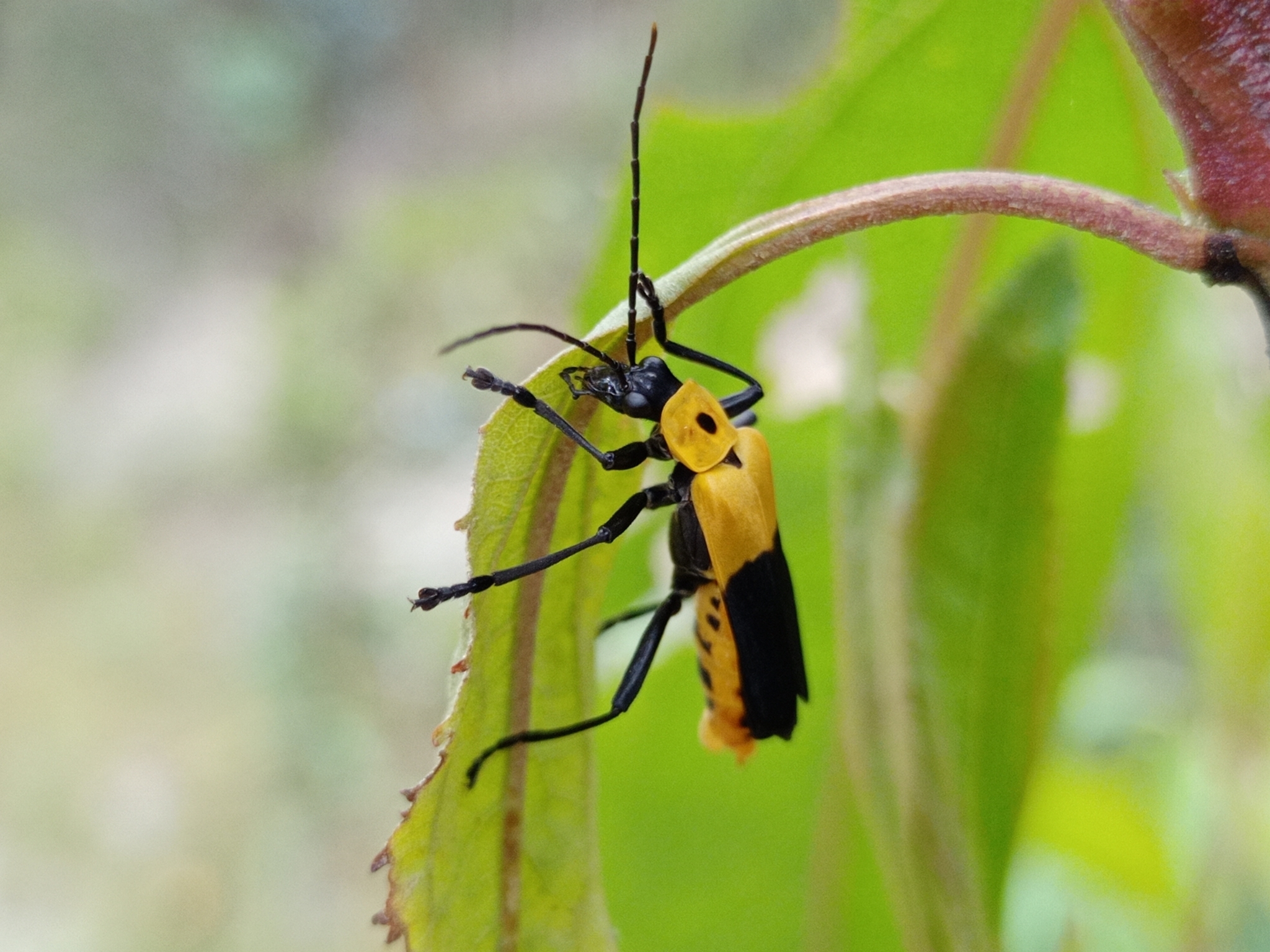 Chauliognathus image