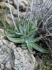 Dudleya saxosa