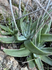 Dudleya saxosa