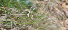 Orthosia scoparia