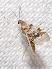 Sciaroidea