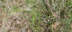 Orthosia scoparia