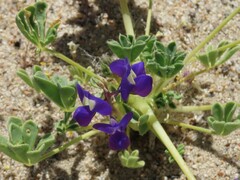 Lupinus odoratus