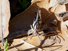 Chimarocephala pacifica