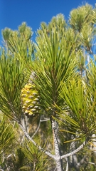 Pinus nelsonii