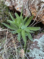 Dudleya saxosa