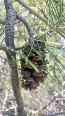 Pinus nelsonii