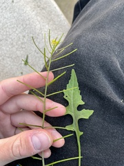 Sisymbrium erysimoides