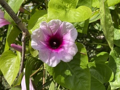 Ipomoea abrupta