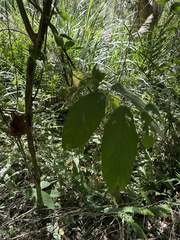 Callicarpa formosana formosana