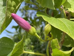 Ipomoea abrupta