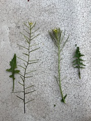 Sisymbrium erysimoides