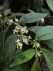 Lycianthes