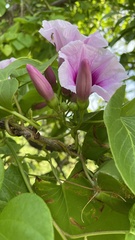 Ipomoea abrupta