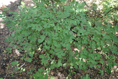 Pithecellobium dulce