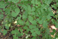 Pithecellobium dulce