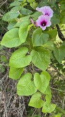 Ipomoea abrupta
